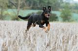 BEAUCERON 571